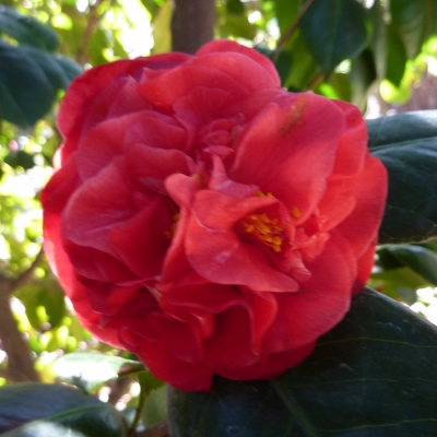 Jean Norton